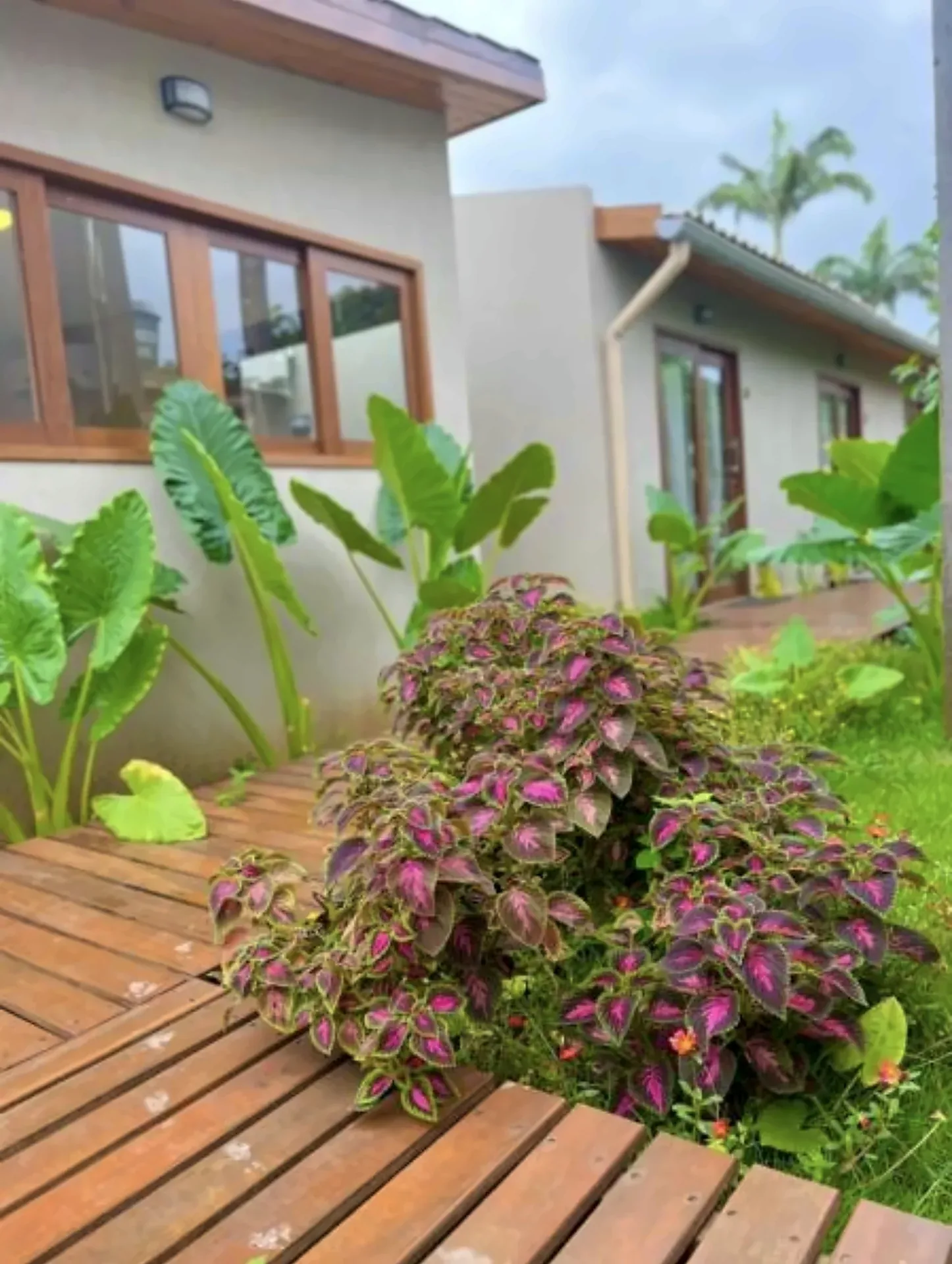 Jardim tropical e caminhos de madeira da Pousada Maresia